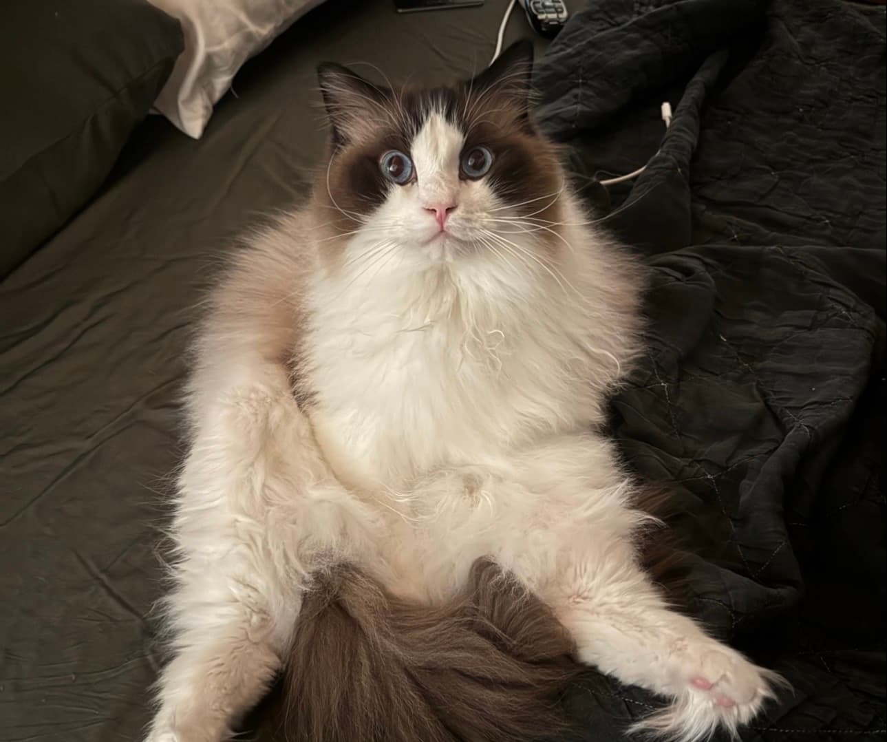 Chumbus
