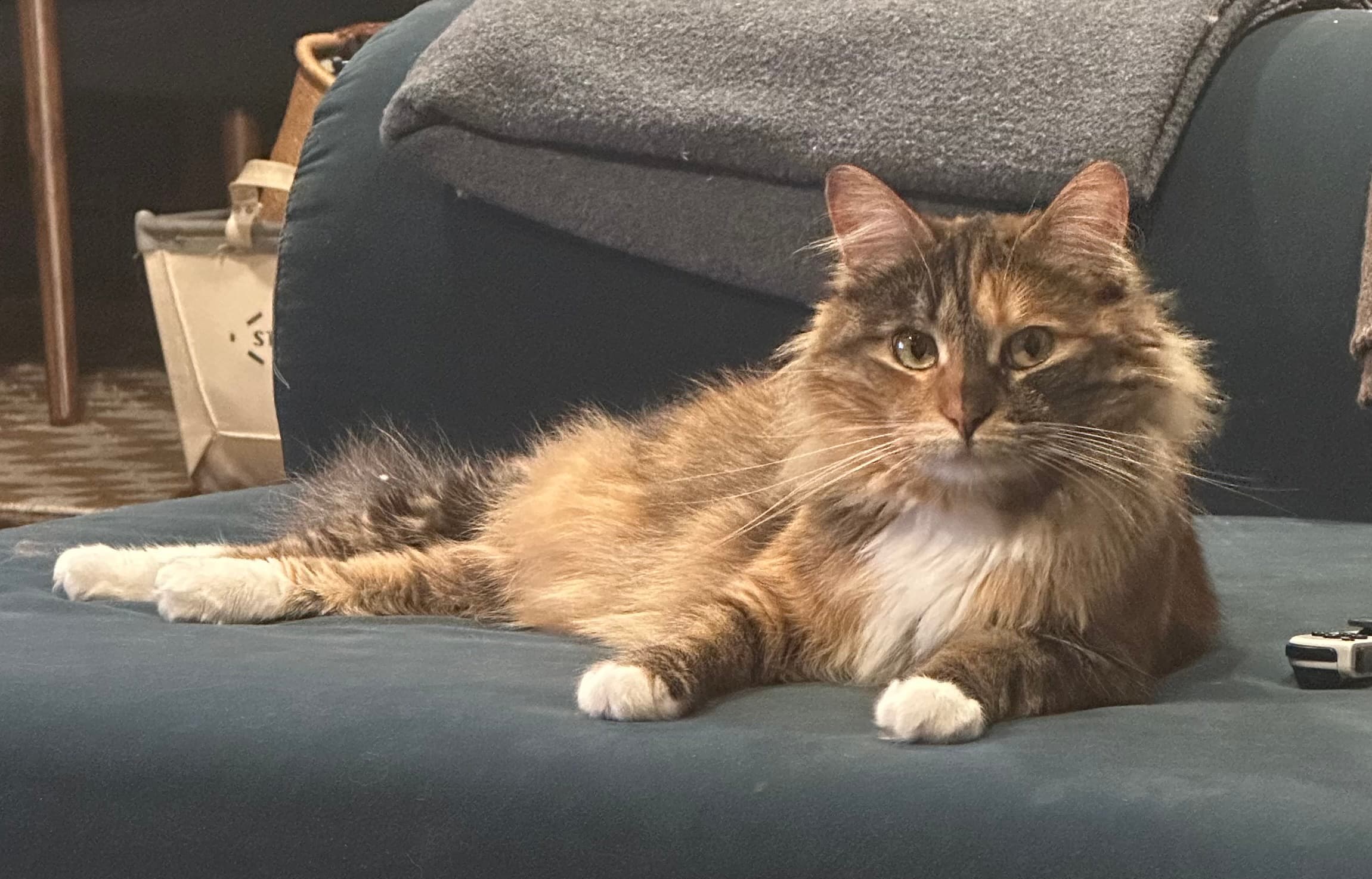 Bonnie