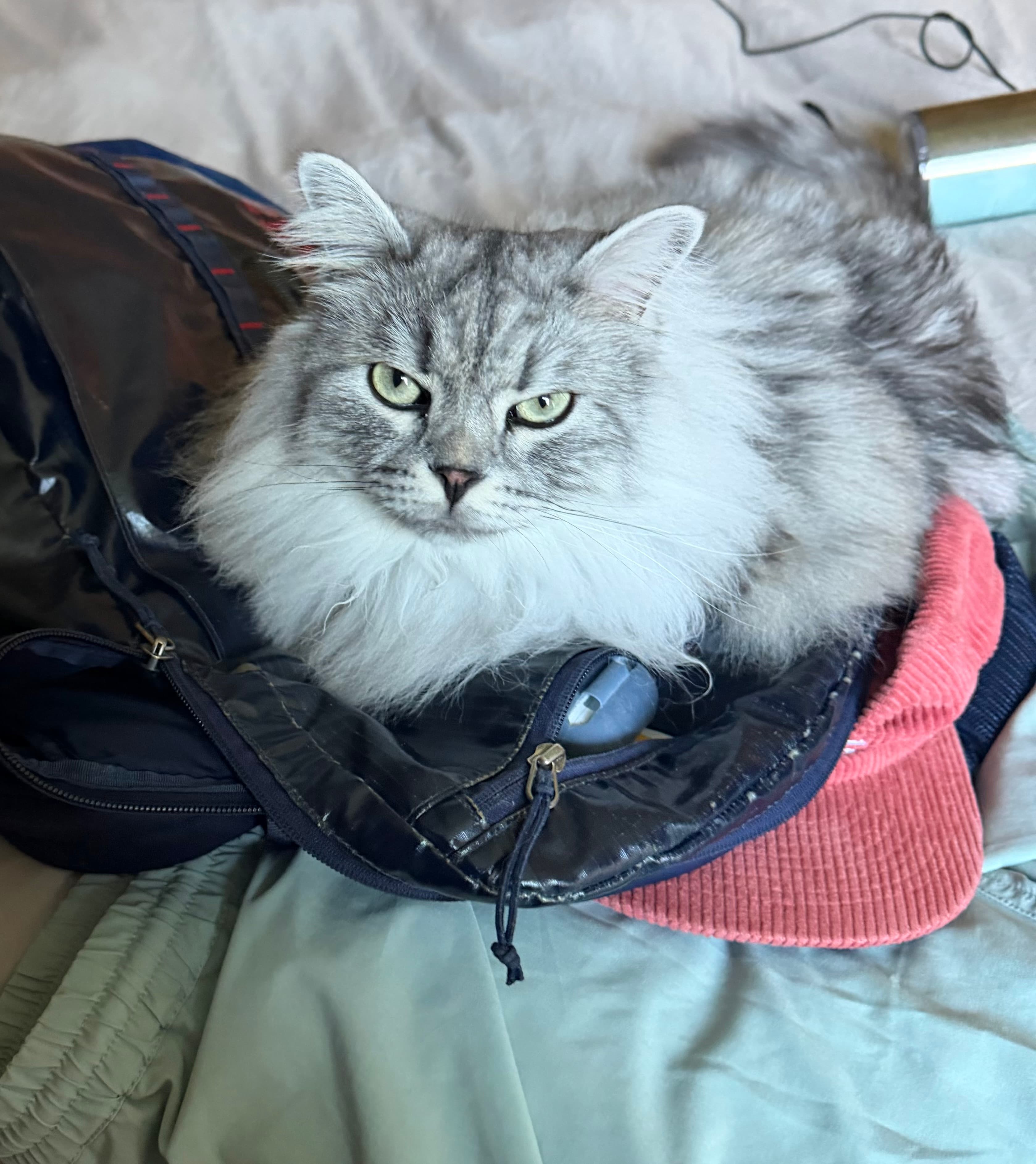 Mr. Kitty